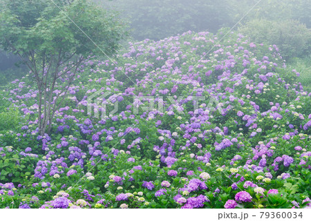 霧に包まれる紫陽花【埼玉県秩父郡皆野町美の山公園】 79360034