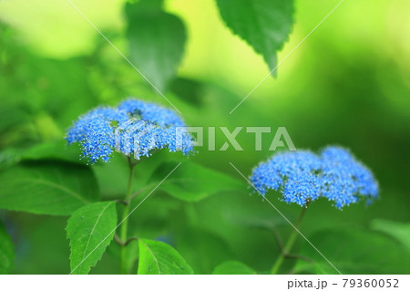 山紫陽花 山紫陽花 79360052