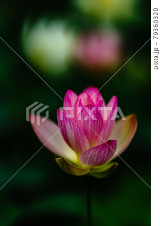 佐賀県みやき町の蓮生溜池の二千年蓮 79360320