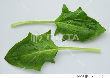 Fresh green spinach on white background. Fresh green spinach on white background. 79360388