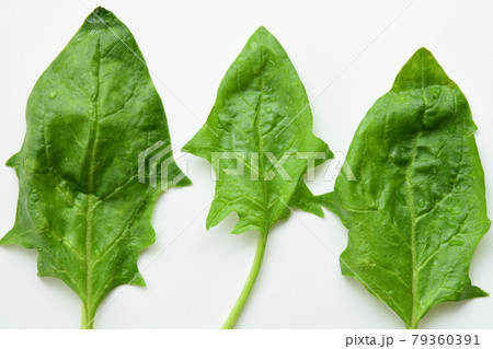 Fresh green spinach on white background. 79360391