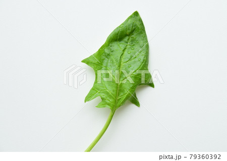 Fresh green spinach on white background. Fresh green spinach on white background. 79360392
