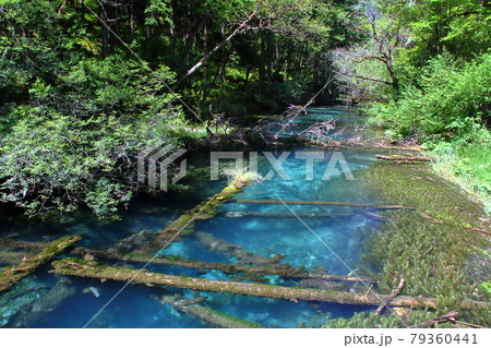 中国四川省 九寨溝の湖沼群 芳草海 中国四川省 九寨溝の湖沼群 芳草海 79360441