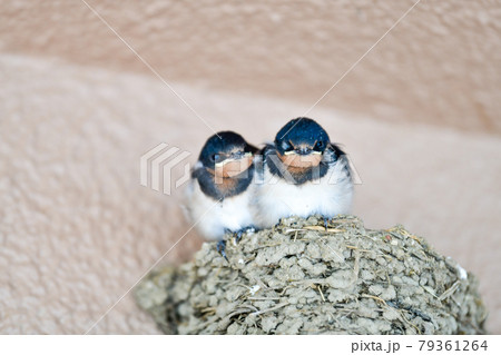 待ちぼうけの燕の子供の写真 79361264