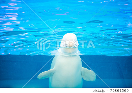 シロイルカ 八景島シーパラダイスの写真素材