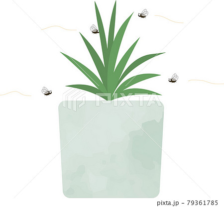 観葉植物の周りをコバエが飛び回っているイラスト 79361785
