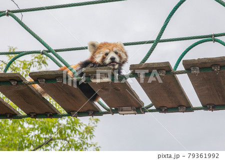 【北海道旭川市】旭山動物園・レッサーパンダ 【北海道旭川市】旭山動物園・レッサーパンダ 79361992