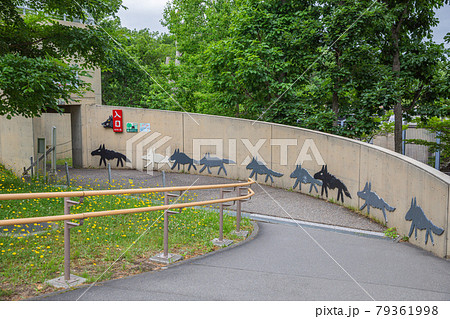 【北海道旭川市】旭山動物園・オオカミの森 79361998
