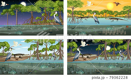 Different mangrove forest landscape scenes with various animals 79362228
