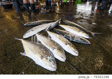 Fresh Fish at the fish market. The Qianzhen fish market auction scene in Kaohsiung, Taiwan. 79362286