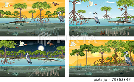 Different mangrove forest landscape scenes with animals and plants 79362347