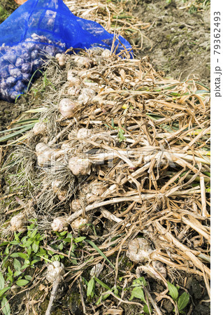 Many bundles of harvested ripe garlic heads with stems and roots lie in a row on the field in Yunlin County, Taiwan. Many bundles of harvested ripe garlic heads with stems and roots lie in a row on the field in Yunlin County, Taiwan. 79362493