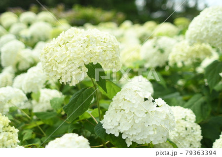 一凛の白い紫陽花と背景の満開の白い紫陽花の写真素材