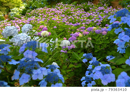 新潟県南蒲原郡田上町護摩堂山 紫のあじさいの群生地 新潟県南蒲原郡田上町護摩堂山 紫のあじさいの群生地 79363410