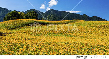 view of the beautiful daylilies in the Liushishi Mountain of Hualien, Taiwan. view of the beautiful daylilies in the Liushishi Mountain of Hualien, Taiwan. 79363654
