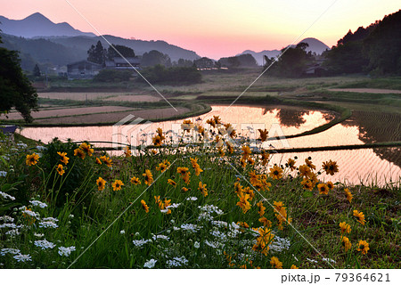 宇陀雨師の棚田 79364621