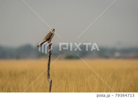 Laggar falcon or Falco jugger portrait at tal chhapar sanctuary churu rajasthan india 79364713