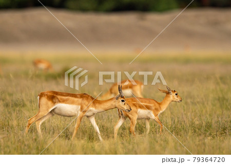 blackbuck or antilope cervicapra or indian antelope walking in grassland of tal chhapar sanctuary churu rajasthan india blackbuck or antilope cervicapra or indian antelope walking in grassland of tal chhapar sanctuary churu rajasthan india 79364720