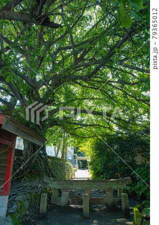鹿児島県の桜島にある黒神埋没鳥居 鹿児島県の桜島にある黒神埋没鳥居 79365012
