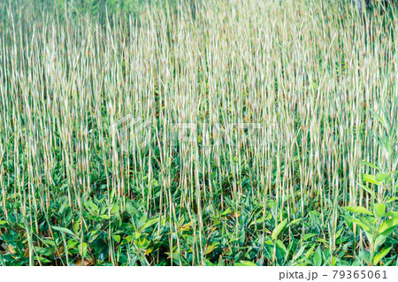 梅雨の雨 群生するオカメザサ 笹 竹 梅雨の雨 群生するオカメザサ 笹 竹 79365061