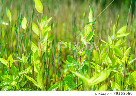 梅雨の雨　群生するオカメザサ　笹　竹 79365066