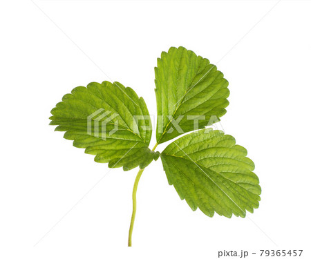Fresh strawberry leaf on a white background, isolate, close-up. Structure 79365457