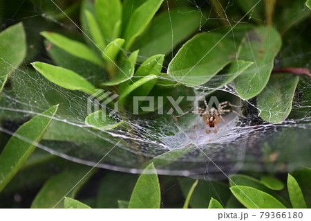 (フラワーツーリズム)草むらのWEB(蜘蛛の巣) (フラワーツーリズム)草むらのWEB(蜘蛛の巣) 79366180