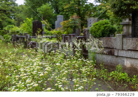 墓参りが無く草の生えた墓地の墓石 墓参りが無く草の生えた墓地の墓石 79366229