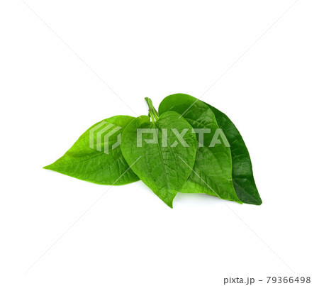 Green Piper betel leaf isolated on the white background. Thai herb, Thai food (Wildbetal Leafbush) (Piper sarmentosum Roxb) 79366498