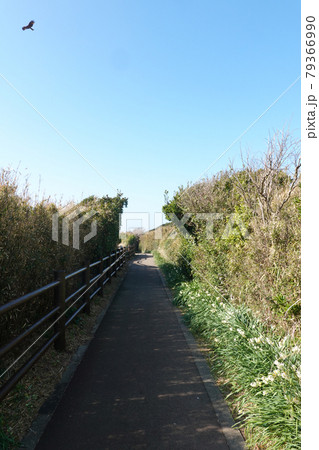 晴れ渡った城ヶ島(三浦半島)、ウミウ展望台(馬の背洞門)への尾根道 晴れ渡った城ヶ島(三浦半島)、ウミウ展望台(馬の背洞門)への尾根道 79366990