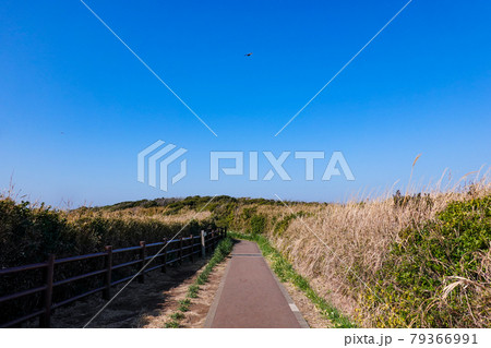 晴れ渡った城ヶ島（三浦半島）、ウミウ展望台（馬の背洞門）への尾根道 79366991