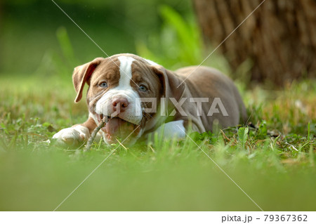 Puppy playing with a branch on a green lawn, close-up of an American Bully puppy playing with a stick. Puppy playing with a branch on a green lawn, close-up of an American Bully puppy playing with a stick. 79367362