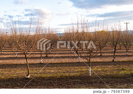 Naked orchard trees landscape in Oregon, USA Naked orchard trees landscape in Oregon, USA 79367399