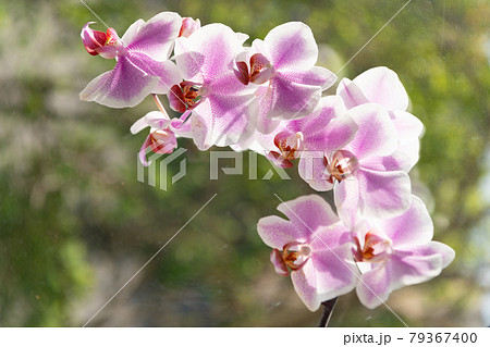 purple orchid flowers of phalaenopsis orchidaceae moth orchids closeup, orchid purple orchid flowers of phalaenopsis orchidaceae moth orchids closeup, orchid 79367400