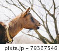 牧場で遠くを見つめるヤギ 79367546