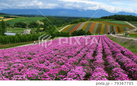夏の北海道の風景、満開の美瑛町の花畑、夏のパッチワークの丘 79367785