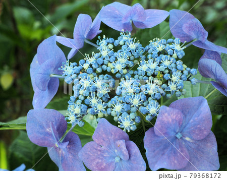 自生しているように自然に咲き誇っている金山サクラアジサイ園のあじさい 福岡県田川郡糸田町 自生しているように自然に咲き誇っている金山サクラアジサイ園のあじさい 福岡県田川郡糸田町 79368172
