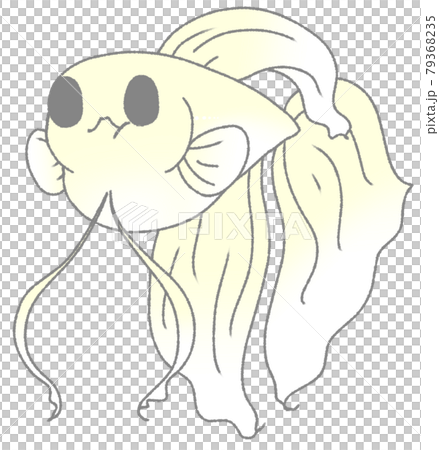 お腹がパンパンになったベタ(白色) お腹がパンパンになったベタ(白色) 79368235