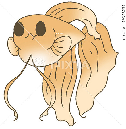 お腹がパンパンになったベタ(橙色) お腹がパンパンになったベタ(橙色) 79368237