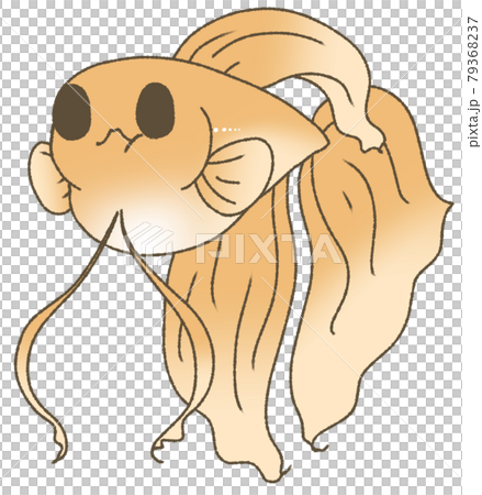 お腹がパンパンになったベタ(橙色) お腹がパンパンになったベタ(橙色) 79368237