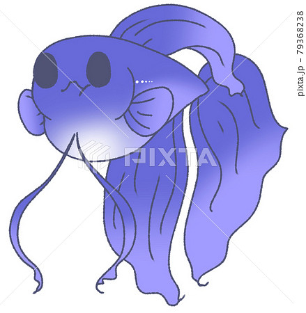 お腹がパンパンになったベタ(青色) お腹がパンパンになったベタ(青色) 79368238