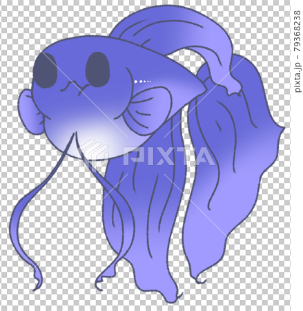 お腹がパンパンになったベタ(青色) お腹がパンパンになったベタ(青色) 79368238