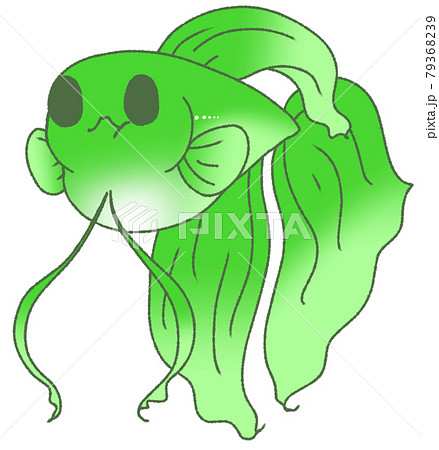 お腹がパンパンになったベタ 緑色 のイラスト素材