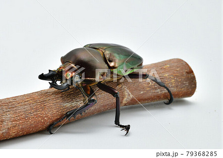 ニジイロクワガタ 79368285