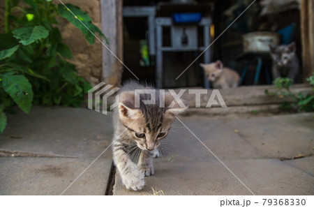 Interested kittens come out of the barn for the first time. Exploration of the environment and new environment by young offspring of a domestic cat. Courage and curiosity, a pioneer concept 79368330