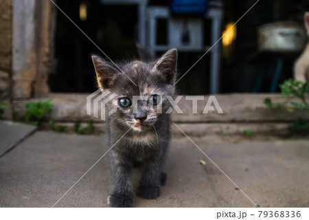 A dark kitten near the entrance to the old barn. Exploration of the environment and new environment by young offspring of a domestic cat. Courage and curiosity, a pioneer concept A dark kitten near the entrance to the old barn. Exploration of the environment and new environment by young offspring of a domestic cat. Courage and curiosity, a pioneer concept 79368336