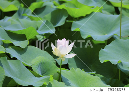 舞妃蓮の郷はす公園 舞妃蓮の郷はす公園 79368373