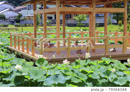 舞妃蓮の郷はす公園 舞妃蓮の郷はす公園 79368388