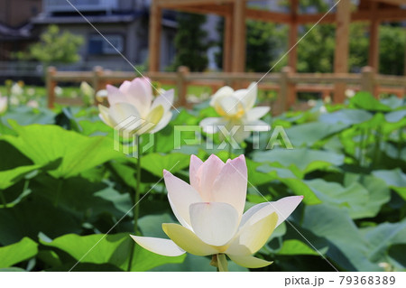 舞妃蓮の郷はす公園 舞妃蓮の郷はす公園 79368389