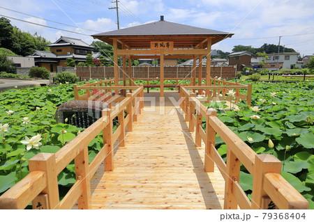 舞妃蓮の郷はす公園 79368404